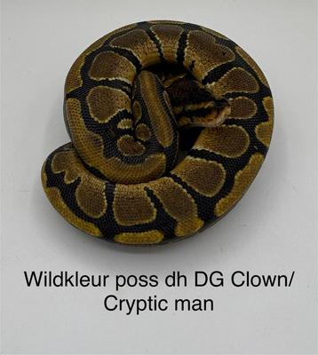 Koningspython Python Regius man Wildkleur beschikbaar voor biedingen