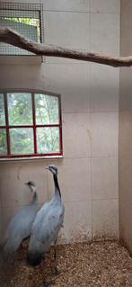 Tekoop jufferkraanvogel, Juli, Mannelijk