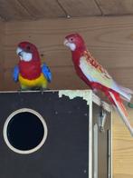 Koppel Rosella’s, Dieren en Toebehoren, Vogels | Parkieten en Papegaaien, Meerdere dieren, Parkiet