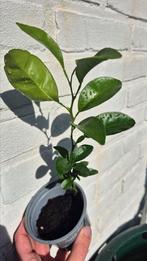 Tuinplant | mandarijnboom, Ophalen, Volle zon, Vaste plant, Zomer