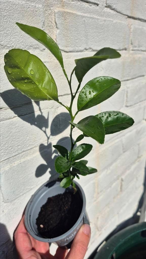 Tuinplant | mandarijnboom, Tuin en Terras, Planten | Tuinplanten, Vaste plant, Fruitplanten, Volle zon, Zomer, Ophalen