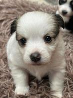 Geweldig leuke kruising kees x chihuahua pups, Dieren en Toebehoren, CDV (hondenziekte), 8 tot 15 weken, Meerdere, Meerdere dieren