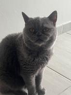 Britse Korthaar Poes Blue Point, Dieren en Toebehoren, Katten en Kittens | Raskatten | Korthaar, Poes