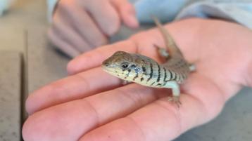 Zebraskinken (Trachylepis dichroma) zebra skink beschikbaar voor biedingen