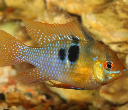 “ACTIE “€ 4,99 M GEZONDE  🇾🇪 Nakweek! Ramirezi L Blue, Dieren en Toebehoren, Vissen | Aquariumvissen, Vis