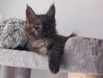 2 lieve, prachtige maine coon kitten broers., Dieren en Toebehoren, Katten en Kittens | Raskatten | Langhaar, Kater, Gechipt, 0 tot 2 jaar