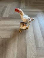 Ko shamo, Dieren en Toebehoren, Ophalen of Verzenden, Drinken en Voederen