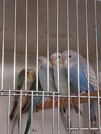 Dun fallow grasparkieten, Dieren en Toebehoren, Vogels | Parkieten en Papegaaien, Vrouwelijk, Parkiet, Geringd