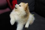 Puppy's, kruising Japanse Spits met Pomsky, Keeshond, 8 tot 15 weken, Meerdere, Meerdere dieren