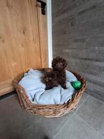 Toypoedel pups, Dieren en Toebehoren, Honden | Chihuahua's en Gezelschapshonden, Poedel, CDV (hondenziekte), 8 tot 15 weken, Teef