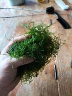 Flinke pluk javamos, Ophalen, Zo goed als nieuw, Plant(en), Steen of Hout