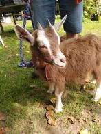 Toggenburger geitjes (raszuiver) te koop, Dieren en Toebehoren, Vrouwelijk, Geit, 0 tot 2 jaar