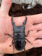 Dorcus Titanus Palawanicus 83MM Man Kever, Dieren en Toebehoren, Insecten en Spinnen, Overige soorten