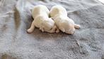 Maltezer pups. Rasecht. Vader en moeder aanwezig, Maltezer, CDV (hondenziekte), 8 tot 15 weken, Meerdere