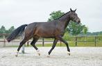 3-jarige eyecatcher met veel potentie, en 2 veulens te koop, Dieren en Toebehoren, Paarden, Merrie, Dressuurpaard, Zadelmak, 3 tot 6 jaar