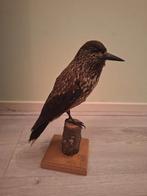 Opgezette Notenkraker Vogel, Ophalen of Verzenden, Vogel, Opgezet dier