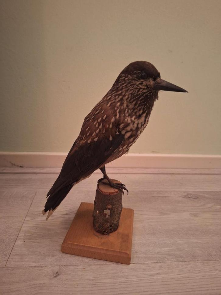 Opgezette Notenkraker Vogel, Verzamelen, Dierenverzamelingen, Opgezet dier, Vogel, Ophalen of Verzenden