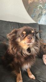 Lief chihauhau reutje, Dieren en Toebehoren, Reu, Eén hond, Chihuahua, 3 tot 5 jaar