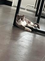 Britse korthaar dekkater, Dieren en Toebehoren, Katten en Kittens | Overige Katten, Kater