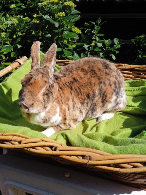 Kleinrex voedster KMS., Dieren en Toebehoren, Konijnen, Middelgroot, Vrouwelijk, 3 tot 5 jaar