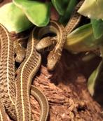 Thamnophis scaliger, Dieren en Toebehoren, Reptielen en Amfibieën, Slang, 0 tot 2 jaar