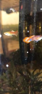 5x jonge guppys man, Dieren en Toebehoren, Vissen | Aquariumvissen, Vis, Zoetwatervis