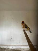 Majoor putter agaat man 2024, Mannelijk, Wildzangvogel