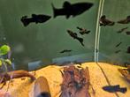 Black molly, Dieren en Toebehoren, Vis