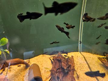 Black molly beschikbaar voor biedingen
