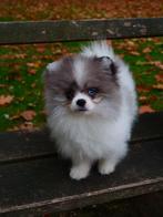 Pomeranian blue merle🐶❤️, Dieren en Toebehoren, België, Particulier, Reu, 8 tot 15 weken