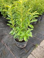 Prunus Genolia deze week in de aanbieding ., Tuin en Terras, Planten | Struiken en Hagen, Ophalen, Laurier, Haag, 100 tot 250 cm