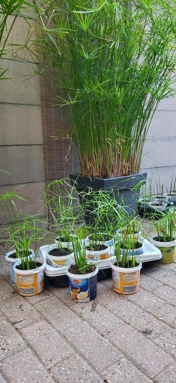 Parapluplant beschikbaar voor biedingen