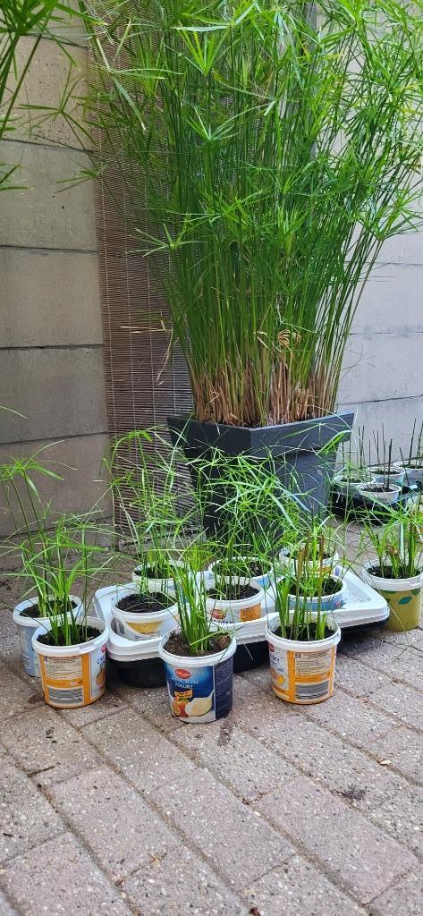 Parapluplant, Huis en Inrichting, Kamerplanten, Overige soorten, Minder dan 100 cm, Groene kamerplant, Halfschaduw, In pot, Ophalen