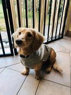 Honden puppy regenjas Hunter beige, Ophalen of Verzenden, Zo goed als nieuw, Hondenjas