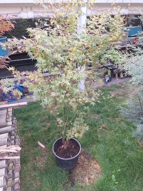 esdoorn prachtige bonte esdoorn in pot, Tuin en Terras, Planten | Bomen, Overige soorten, 100 tot 250 cm, Halfschaduw, Bloeit niet