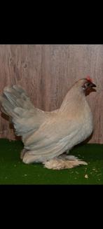 Gezocht broedeieren sabelpootkriel parelgrijs, Dieren en Toebehoren, Geslacht onbekend, Kip