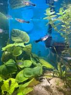 ACTIE 10 jonge Halfblack Any Colour Guppen voor maar €5,00, Dieren en Toebehoren, Vissen | Aquariumvissen, Vis