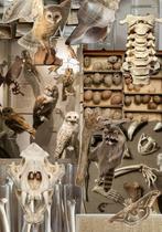 Gezocht - dode/overleden dieren - taxidermie, Ophalen of Verzenden, Zo goed als nieuw, Opgezet dier