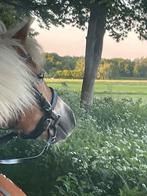Gezocht stuk land voor in eigen beheer in omg. Voorschoten, Dieren en Toebehoren, Stalling en Weidegang