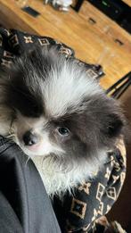 Pomeriaan pup, 8 tot 15 weken, Eén hond, Nederland, Particulier