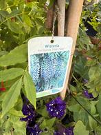 Wisteria, Ophalen, Zomer, Overige soorten, Volle zon