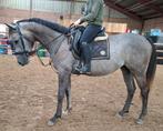 Brave 5 jr -familie-manege-sport ruin 1,65(inr mogelijk), Dieren en Toebehoren, B, Gechipt, Ruin, 3 tot 6 jaar