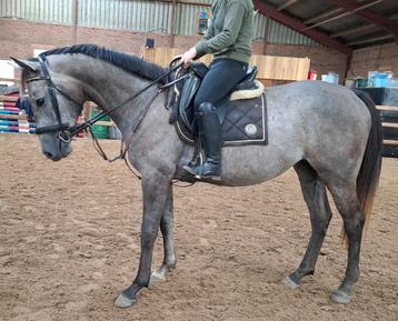 Brave 5 jr -familie-manege-sport ruin 1,65(inr mogelijk) beschikbaar voor biedingen