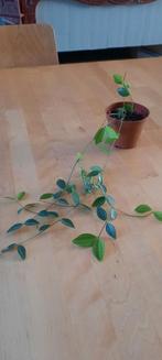 Stek Peperomia angulata, Huis en Inrichting, Kamerplanten, Ophalen, Overige soorten, Minder dan 100 cm