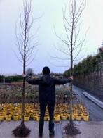 Lindeboom, Tilia europaea 'Pallida',Koningslinde NU 59,50 !, Overige soorten, 250 tot 400 cm, Zomer, Ophalen