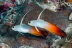 Nemaleteotris Magnifica / Chinese Pijlvis, Vis, Zoutwatervis