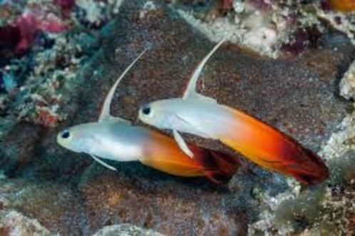 Nemaleteotris Magnifica / Chinese Pijlvis, Dieren en Toebehoren, Vissen | Aquariumvissen, Zoutwatervis, Vis