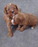 Cavapoo pups (ook wel Cavoodle genoemd), Dieren en Toebehoren, Honden | Chihuahua's en Gezelschapshonden, Overige rassen, CDV (hondenziekte)