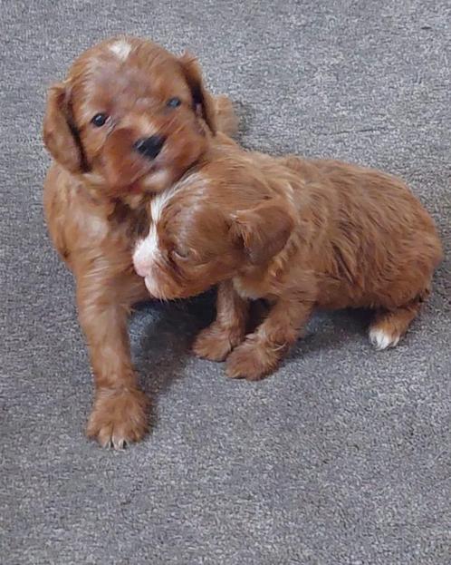 Cavapoo pups (ook wel Cavoodle genoemd), Dieren en Toebehoren, Honden | Chihuahua's en Gezelschapshonden, Meerdere dieren, Overige rassen
