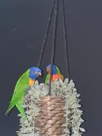 Lori van de Blauwe bergen 2stuks ..hand tam!!, Dieren en Toebehoren, Vogels | Parkieten en Papegaaien, Vrouwelijk, Papegaai, Tam